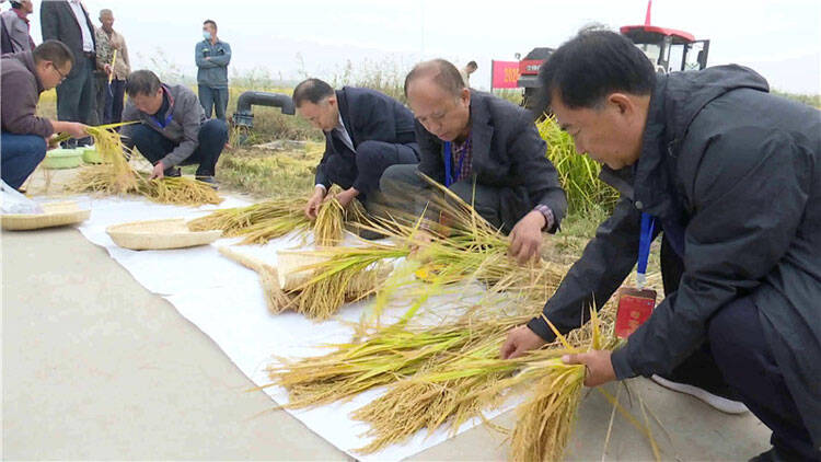 袁隆平院士点赞！潍坊海水稻种植基地平均亩产超千斤