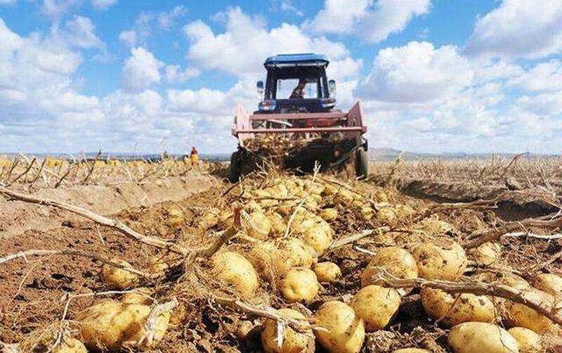 喜讯！德州“马铃薯新品种选育与推广应用”项目获省科技进步奖一等奖