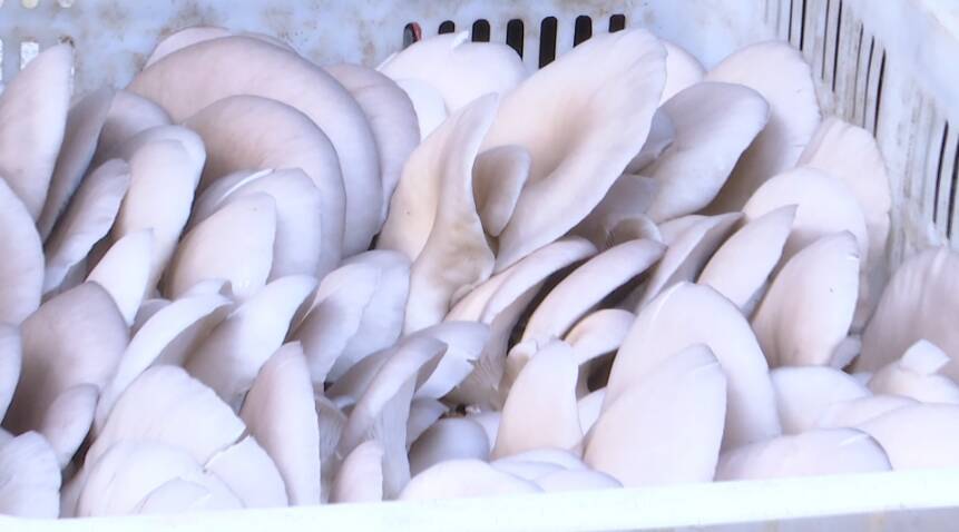 38秒|金秋蘑菇产销忙！枣庄台儿庄小蘑菇成了脱贫“致富果”