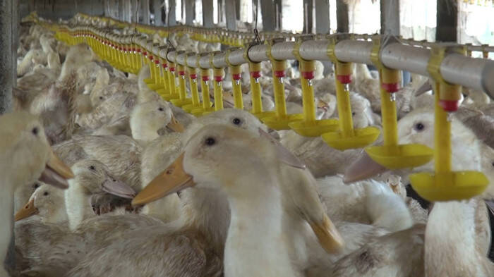【调查】鸭肉有“肥皂味”，品尝后现场呕吐！养殖户、屠宰企业：六和饲料有问题