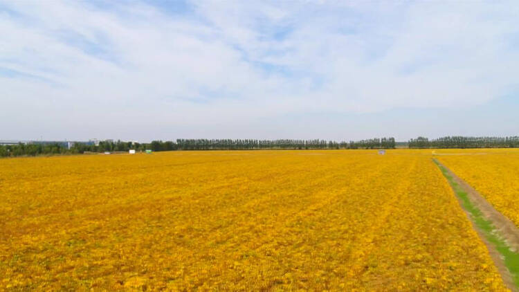 48秒丨土地轮作提高产出率 滨州博兴三百多亩大豆喜获丰收