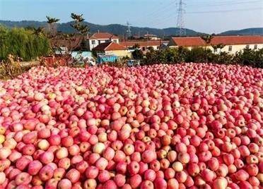 組圖丨金秋十月，威海經區紅彤彤的蘋果掛滿枝頭
