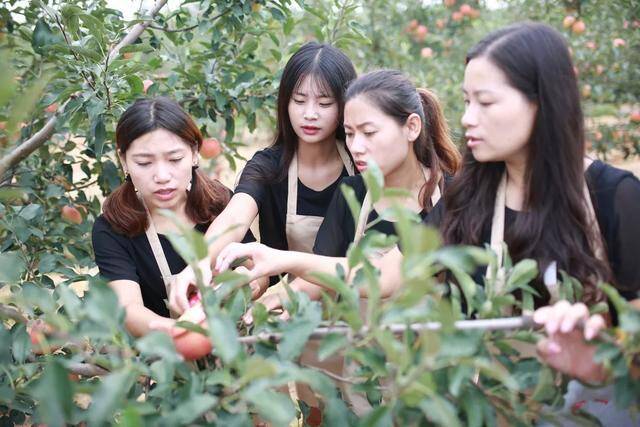 聚焦“苹果节”| 探索苹果销售新路径 蓬莱四姐妹返乡创业干电商