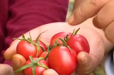 一亩番茄能多卖5000块钱！山东新模式加快农业科技成果转化为现实生产力