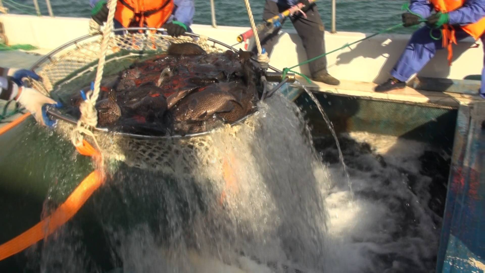 “耕海1号”首批6千尾斑石鲷顺利收鱼 百秒视频见证深海科技成果