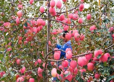 42秒｜红红苹果挂枝头！威海南海新区苹果喜迎丰收