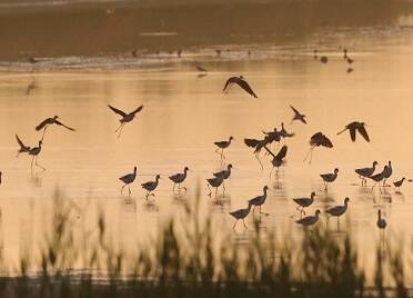 37秒|威海南海新区：湿地公园成鸟类的天堂