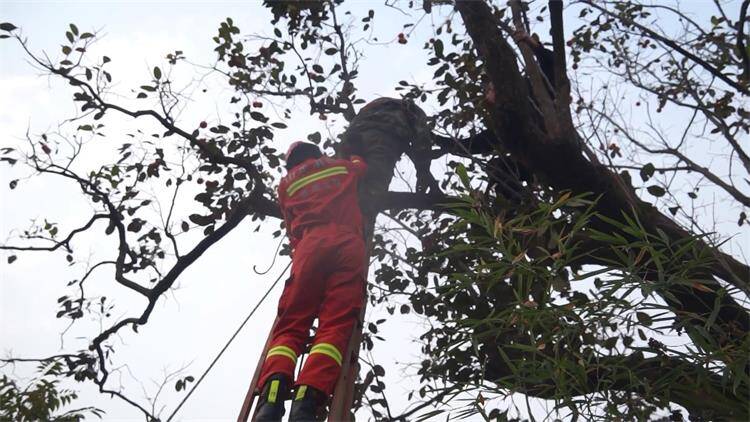 27秒｜爬高时注意安全！威海一村民上树摘柿子，却“挂”在了上面