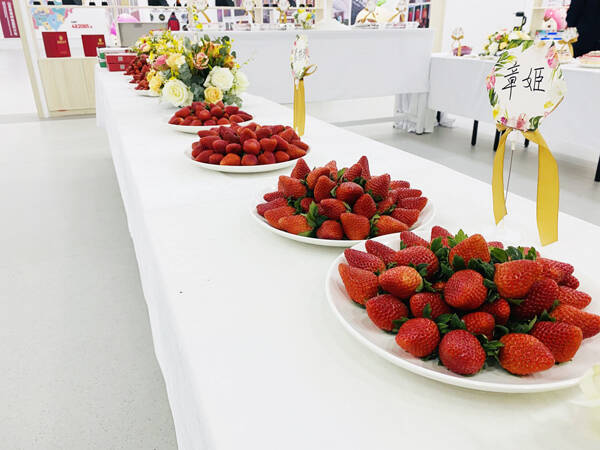 抢“鲜”上市！济南历城草莓进入“订单农业”时代
