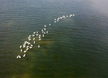 “生态颜值高”引来“尊贵客” 18只白天鹅飞临夏津黄河故道森林公园