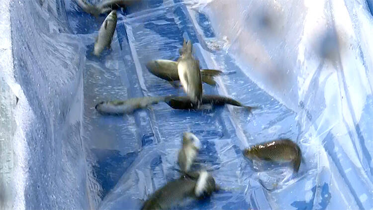 47秒|25万尾鱼苗放归自然水域 齐河县水生野生动物保护科普宣传月活动启动