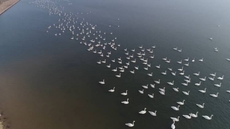 54秒丨凌波仙子！威海荣成天鹅湖迎来5000多只越冬天鹅