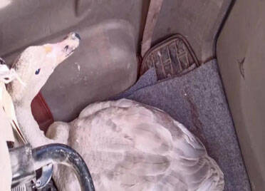 25秒丨德州齐河村民热心救助受伤“丑小鸭”，专家鉴定是“白天鹅”