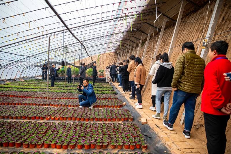 网媒山西行丨小苗圃大产业 山西小白乡从“两棵树”开始的新生活