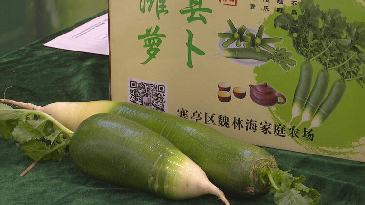 55秒｜第十三届中国（寒亭）潍县萝卜文化节开幕