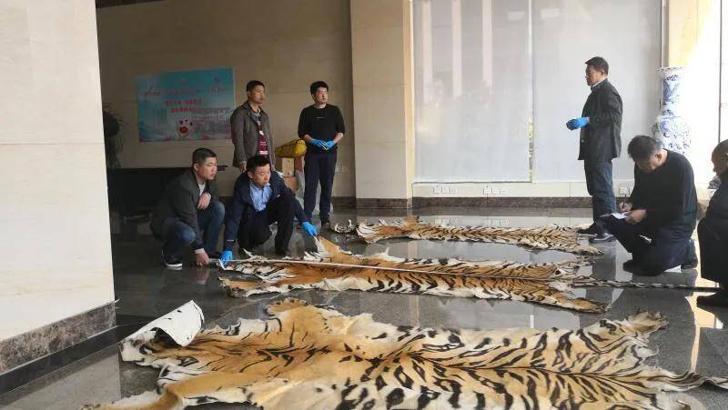 虎皮、象牙、狮骨...日照警方侦破一起特大濒危野生动物制品案