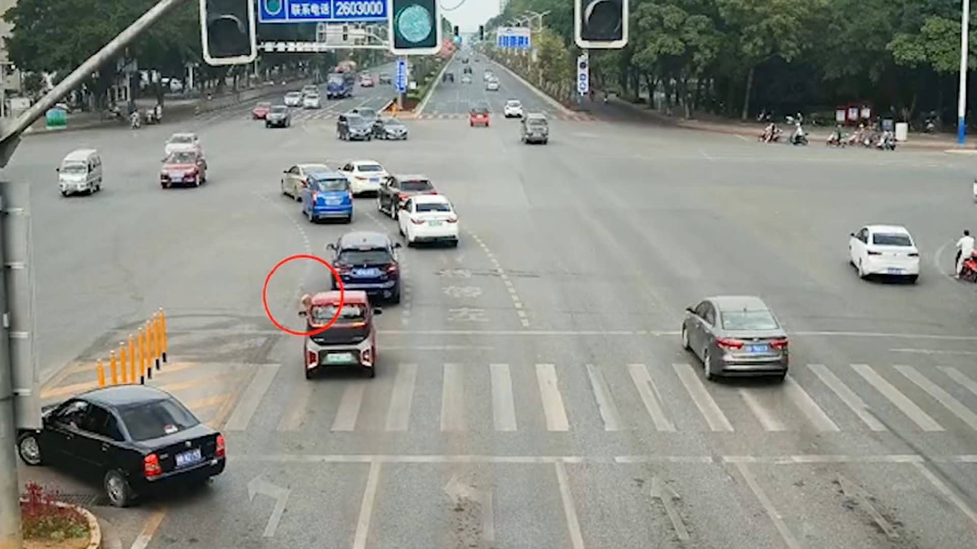 35秒丨广西柳州街头惊现狗狗“开车”，真相竟然是……