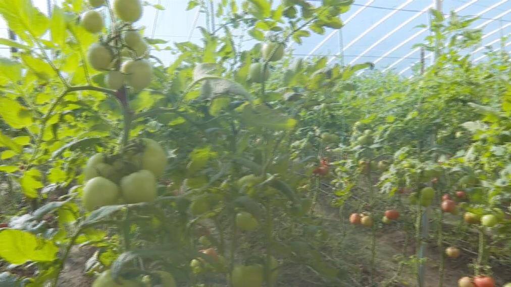 34秒丨滨州沾化区农技专家支招雪后蔬菜大棚管理