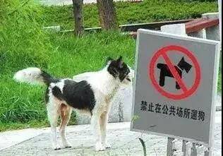 聊城东阿发文：禁止携带犬只进入广场等公共场所，违者每只罚200元