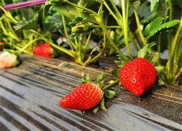 草莓、西红柿、新鲜蔬菜……威海临港区冬季采摘热