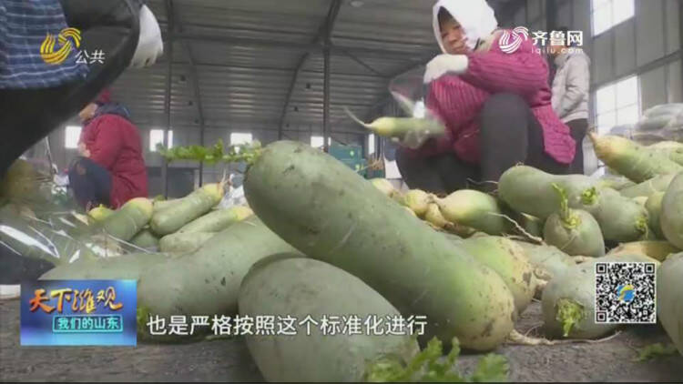 小萝卜带动亿元大产业，潍坊寒亭区是怎么做到的？