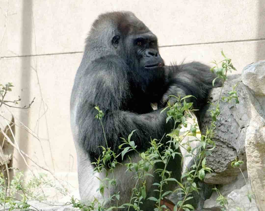 泪目这位44岁的大猩猩威利永远的离开了我们