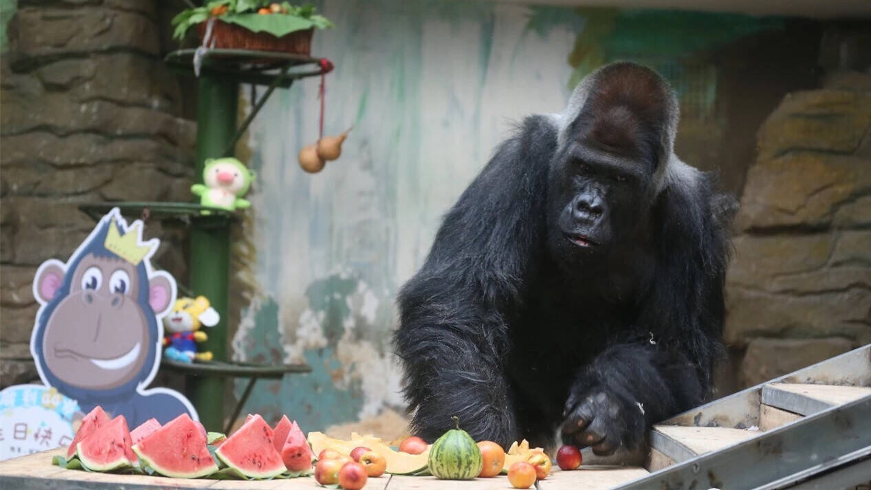 42秒｜国内动物园最长寿大猩猩“威利”济南去世 生前影像曝光