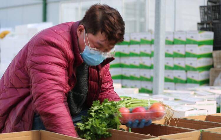 70秒丨潍坊青州：蔬菜基地多措增温防寒 确保节日市场供应