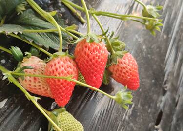 32秒｜草莓成熟红嫩嫩！聊城高唐温室大棚迎来“采摘热”