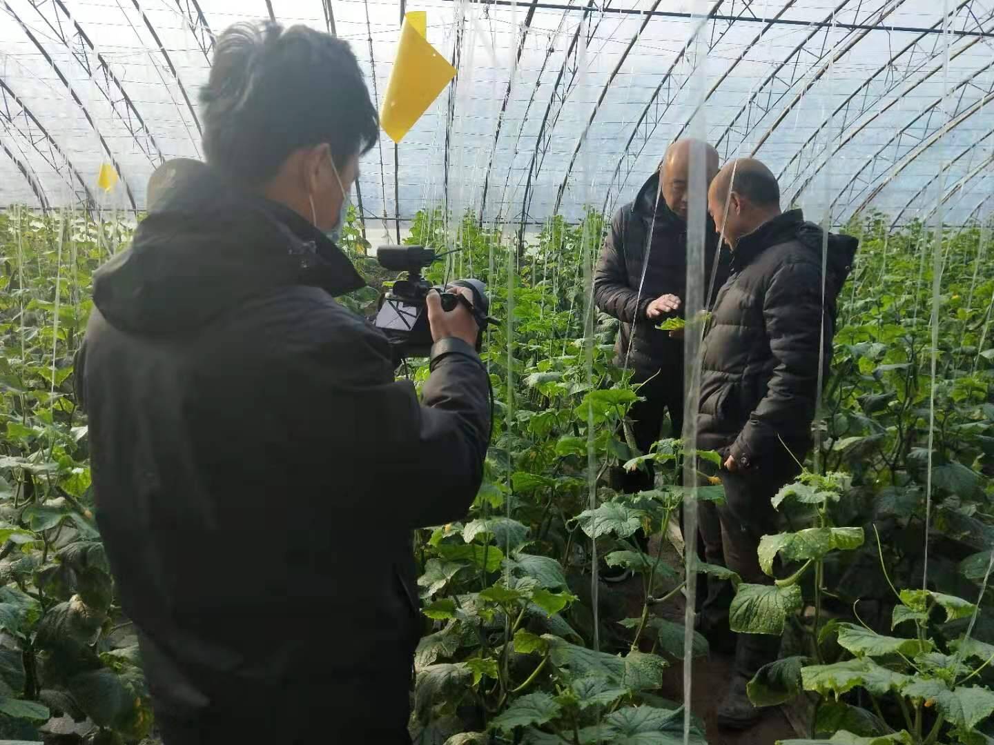 战严寒、稳生产！武城农业农村局走进蔬菜大棚送技术 确保菜农增收