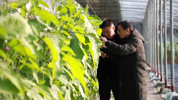 应对“王炸级”降温 东营垦利农技专家一线“把脉”保障冬季蔬菜供应