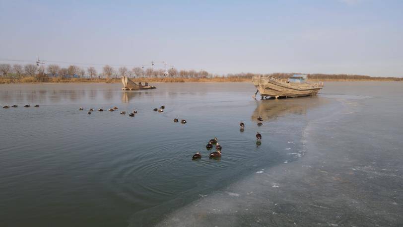 43秒丨冬日湿地别样美 赤麻鸭来到滨州无棣小开河湿地过冬