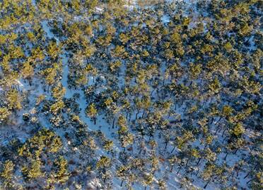 组图｜万亩松林、金黄芦苇、北美冬青......威海南海新区的白雪和彩色更配！