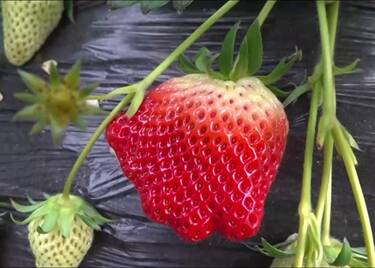 视频｜揭秘聊城最大草莓种植基地的成功秘诀：原来草莓“喝”的都是矿泉水