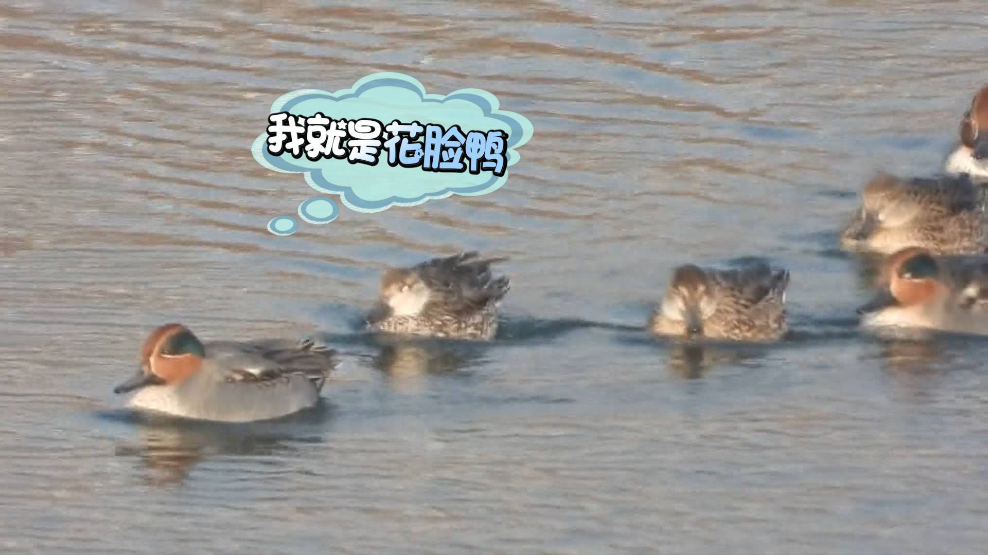 组团过冬！12只稀有“花脸鸭”首次“闪现”烟台长岛保护区