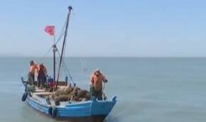 省派长岛乡村振兴服务队引导村民从近海养殖走向深海 “点贝成金”助力渔村产业转型升级