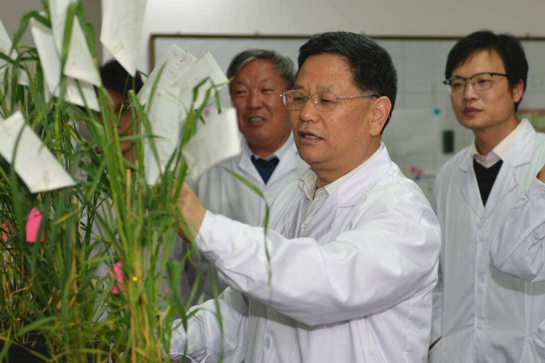 30万次实验分析2.5万株小麦！山东这位教授科研成果入选2020年度“中国生命科学十大进展”
