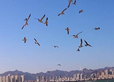 47秒｜冬日美景！威海：碧海蓝天下成群海鸥翱翔 场面蔚为壮观