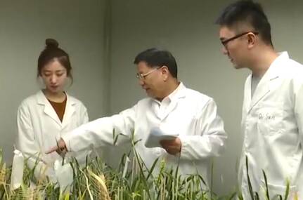 20年持续研究 终于找到小麦“癌症”克星！山东农业大学孔令让团队研究成果入选2020中国十大科技进展