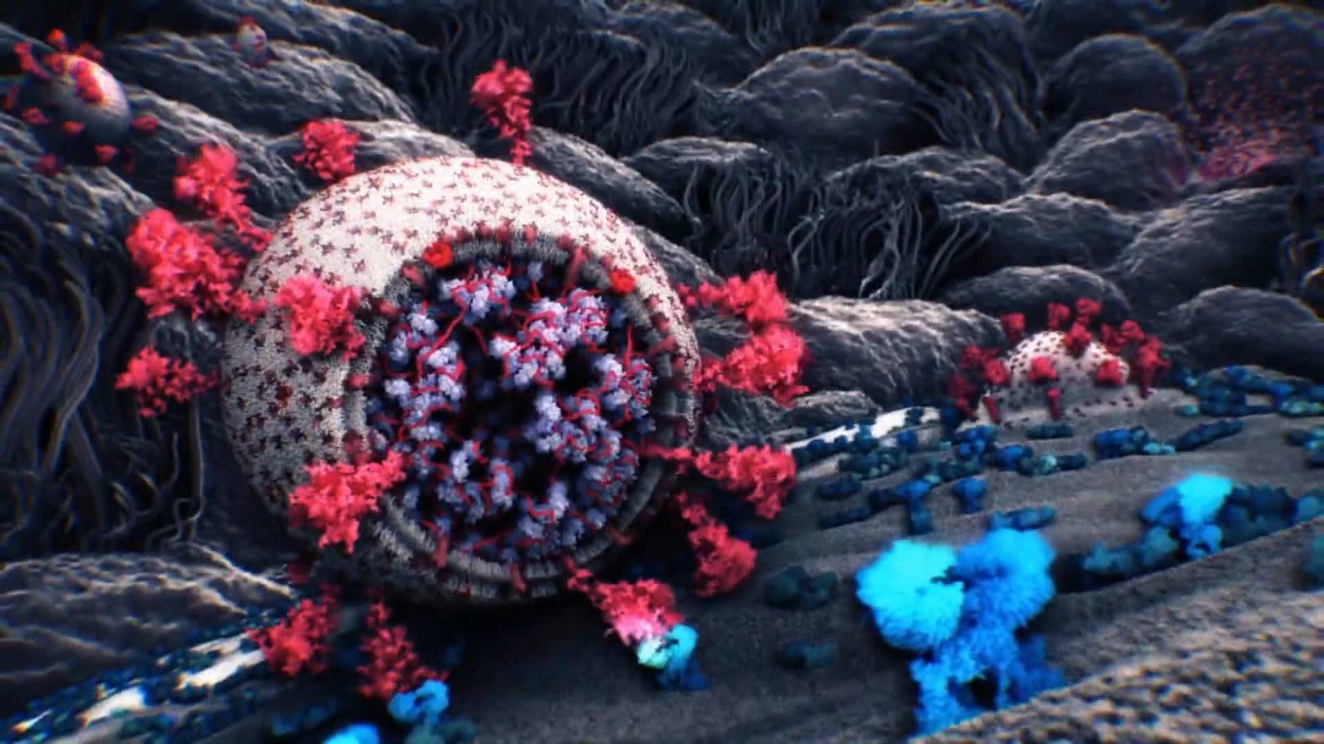46秒｜高清科普影像带你看清新冠病毒入侵细胞的瞬间