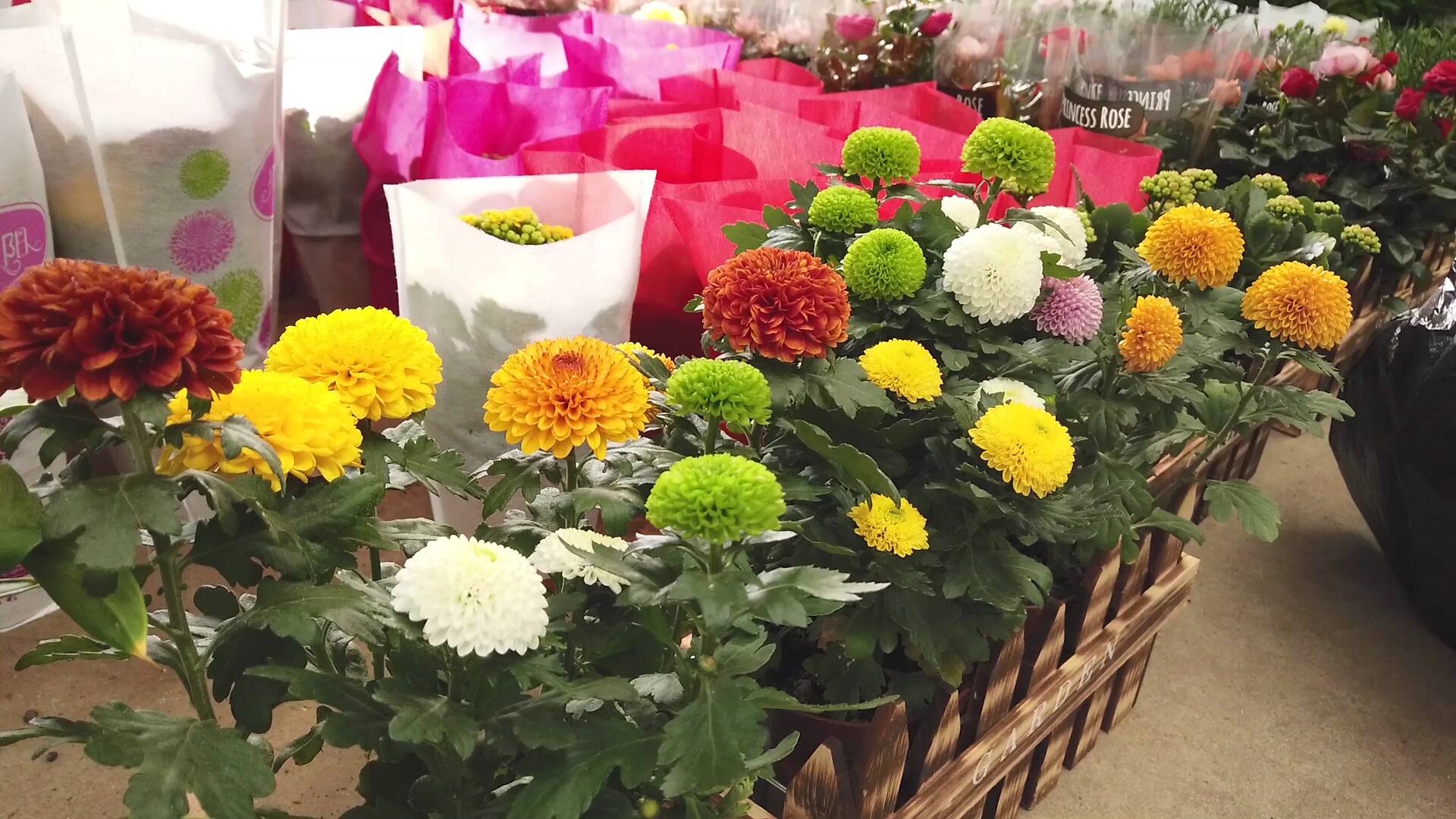 34秒│春节临近 临沂市花卉市场“春意盎然”