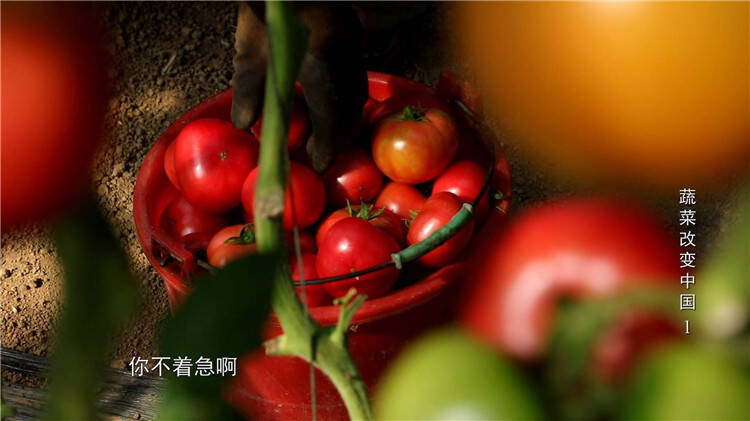 蔬菜改变中国丨求新求变求质 寿光小番茄抱团闯高端市场