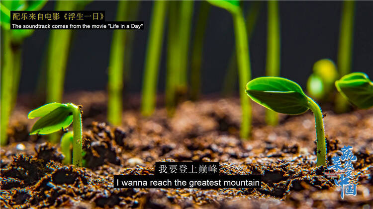蔬菜改变中国丨纯净而震撼！100000+幅延时摄影带你感受生长的力量！