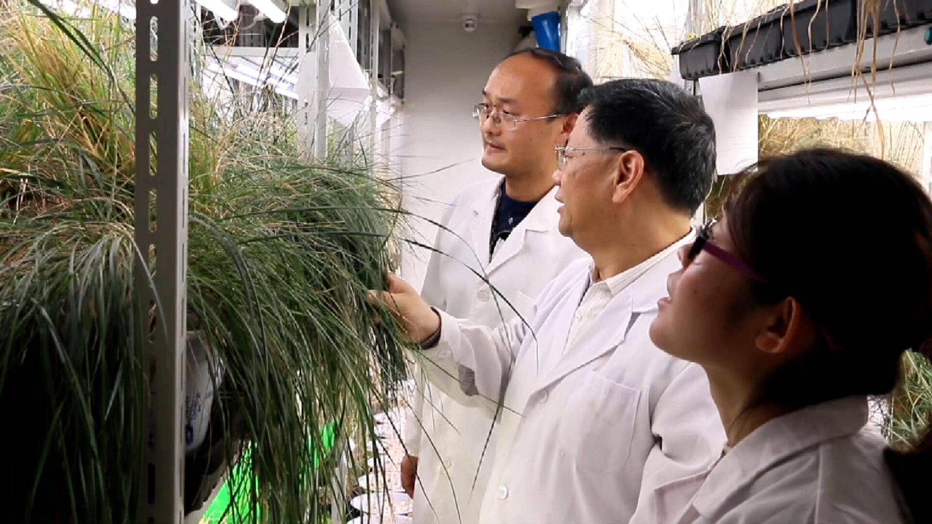 山东科研团队找到小麦“癌症”克星 成果入选中国十大科技进展