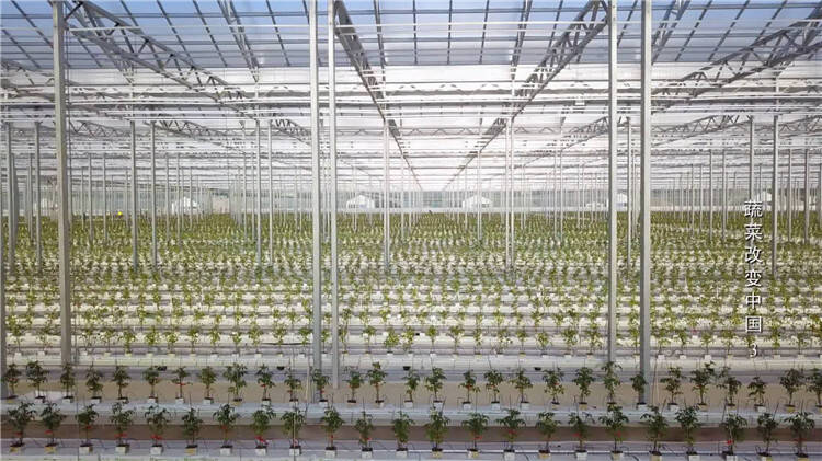蔬菜改变中国｜占地八万平米 取代80%人工……打造“中国寿光型智能玻璃温室”样板