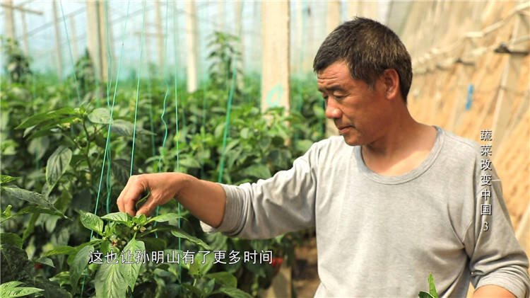 蔬菜改变中国｜手机变成“新农具”！智能设备已成寿光新建大棚“标配”