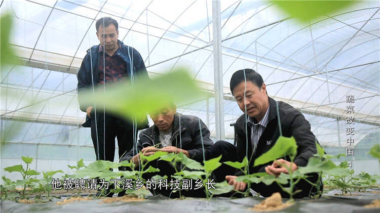 蔬菜改变中国丨有30多年种植经验的寿光农民助力贵州铜仁打造“武陵菜都”
