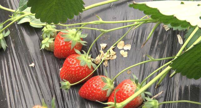视频｜潍坊安丘：草莓红了采摘游火了  “莓”好日子有奔头