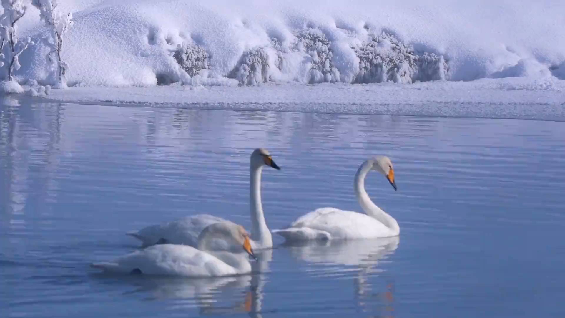 42秒丨新疆昭苏湿地引天鹅栖息越冬成一道靓丽风景