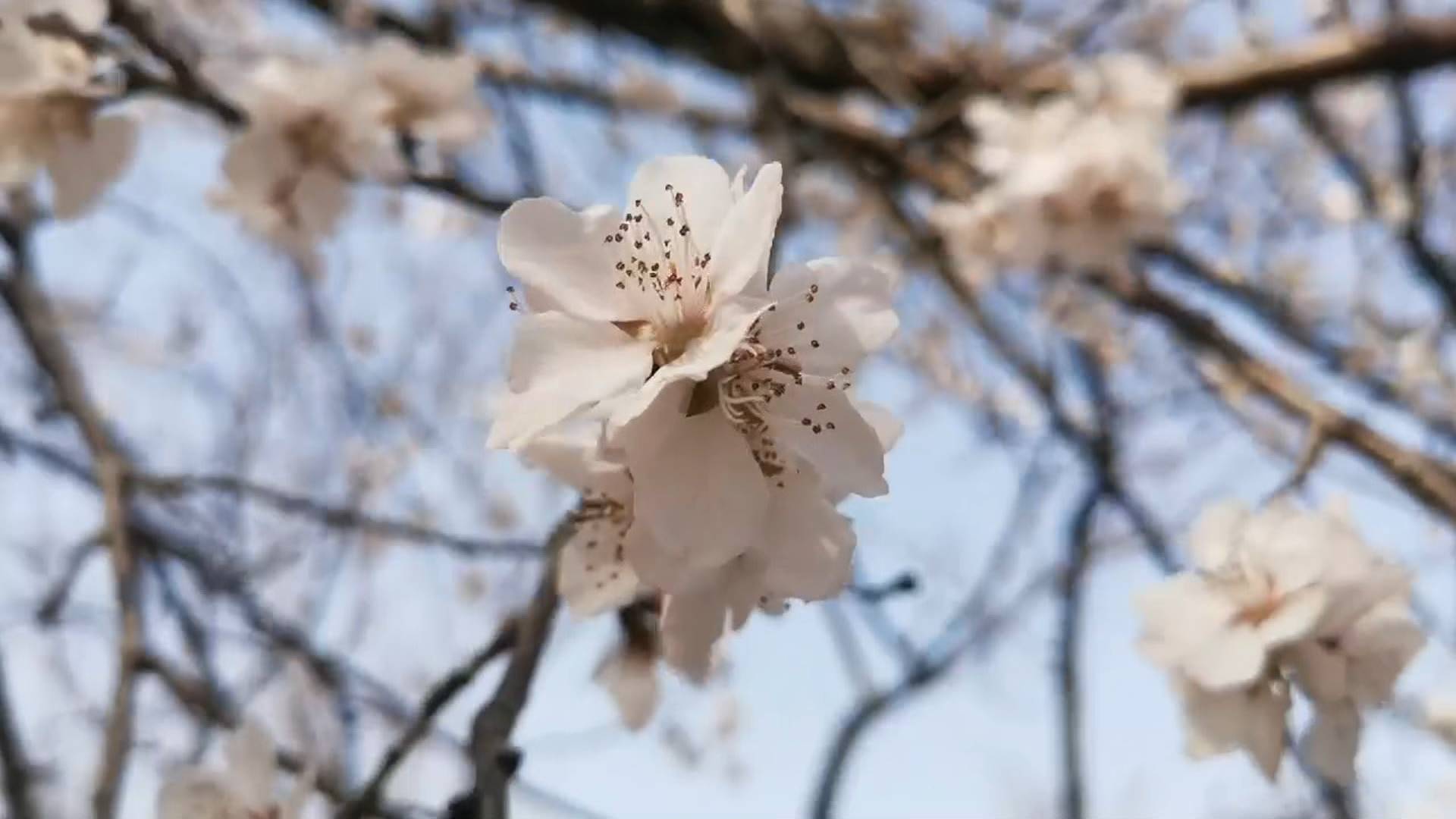 犇向春天丨济南千佛山桃花朵朵开 专业拍摄团队上线